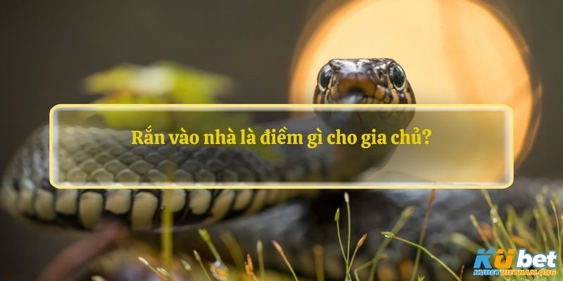 Rắn vào nhà là điềm gì cho gia chủ?