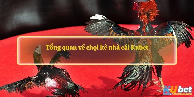 Tổng quan về chọi kê nhà cái Kubet